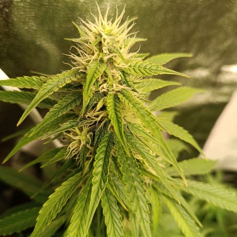 Fat Banana growlog timeline photo