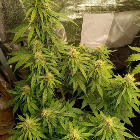 Fat Banana growlog timeline photo
