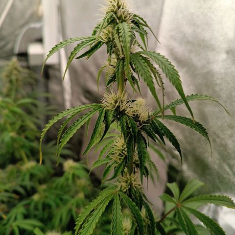Purple CousKush  growlog timeline photo