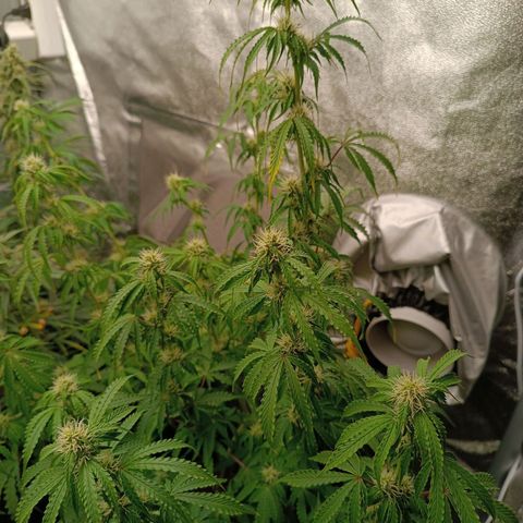Purple CousKush  growlog timeline photo