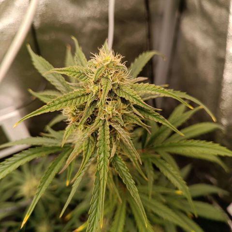 Candy Rain  growlog timeline photo