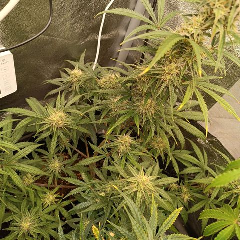 Candy Rain  growlog timeline photo