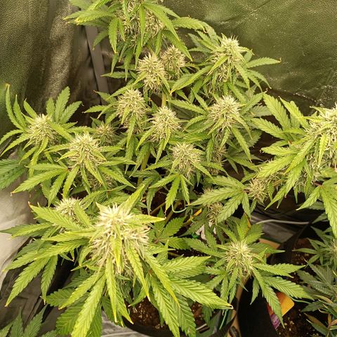 Gelato growlog timeline photo