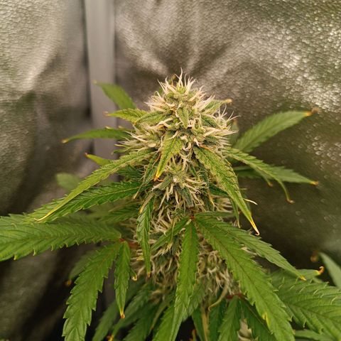 Gelato growlog timeline photo