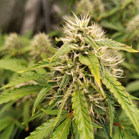 Gelato growlog timeline photo