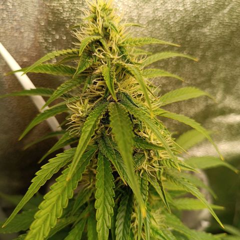 Fat Banana growlog timeline photo