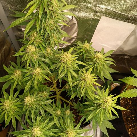 Fat Banana growlog timeline photo