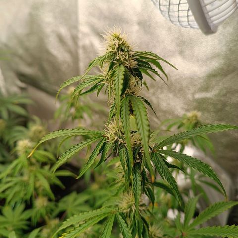 Purple CousKush  growlog timeline photo