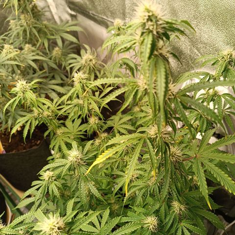 Purple CousKush  growlog timeline photo