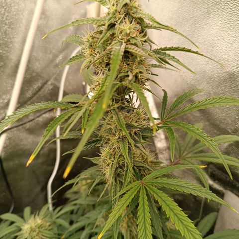 Candy Rain  growlog timeline photo