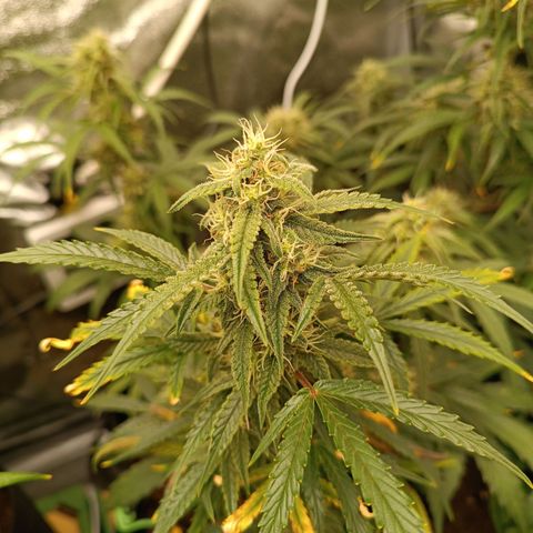 Candy Rain  growlog timeline photo