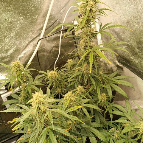 Candy Rain  growlog timeline photo
