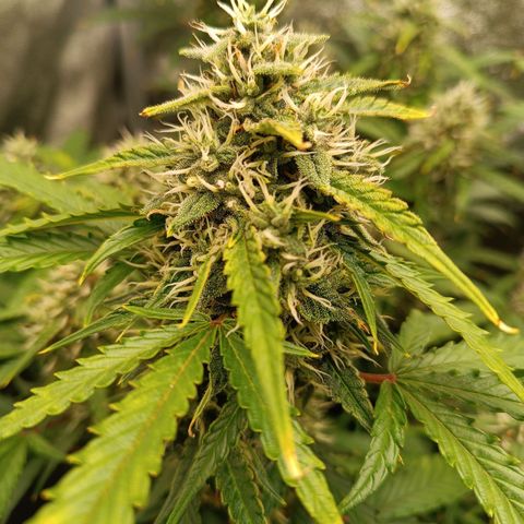 Gelato growlog timeline photo