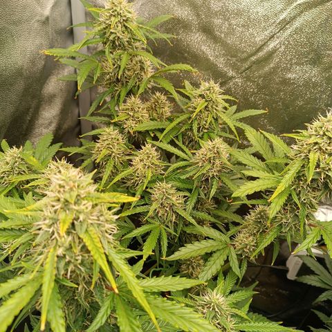 Gelato growlog timeline photo