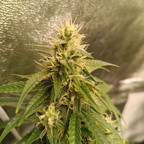 Fat Banana growlog timeline photo
