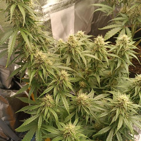 Fat Banana growlog timeline photo