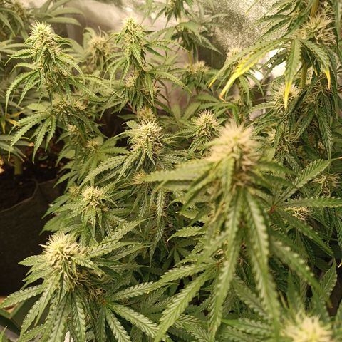Purple CousKush  growlog timeline photo