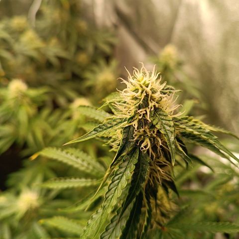 Purple CousKush  growlog timeline photo
