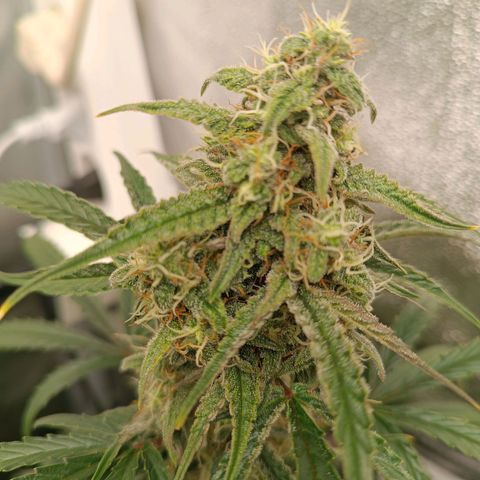 Candy Rain  growlog timeline photo