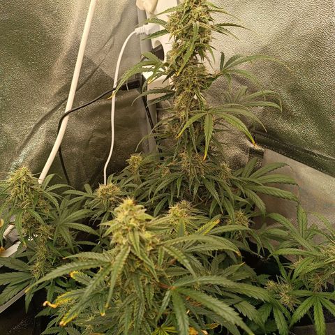Candy Rain  growlog timeline photo