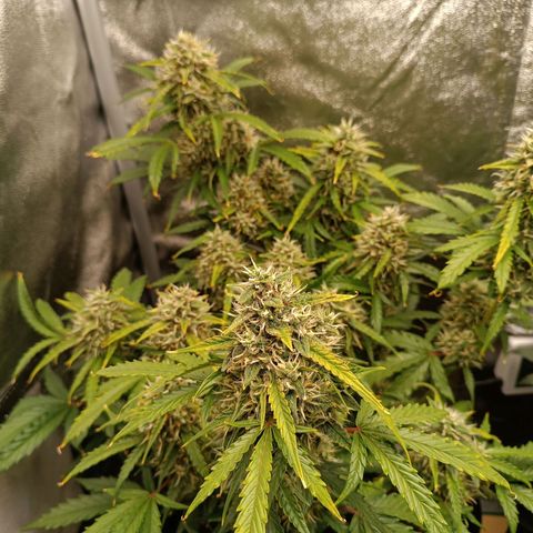 Gelato growlog timeline photo
