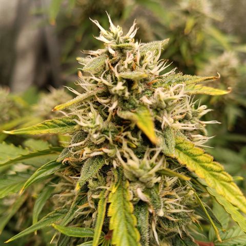 Gelato growlog timeline photo