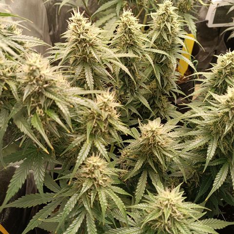 Fat Banana growlog timeline photo