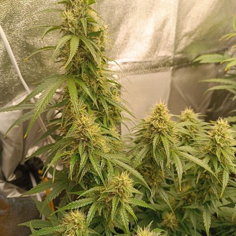 Fat Banana growlog timeline photo