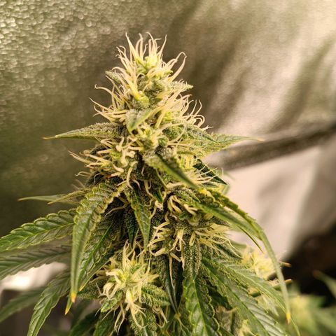 Fat Banana growlog timeline photo