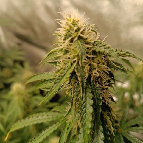 Purple CousKush  growlog timeline photo