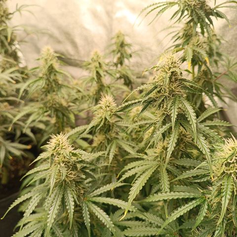 Purple CousKush  growlog timeline photo