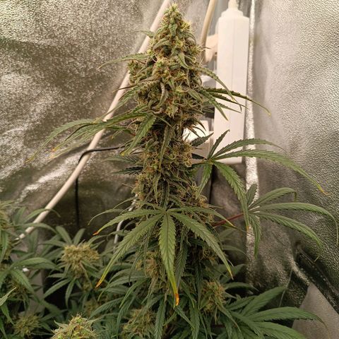 Candy Rain  growlog timeline photo