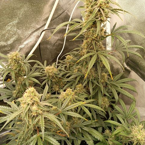 Candy Rain  growlog timeline photo