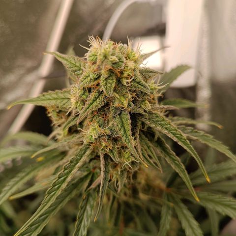 Candy Rain  growlog timeline photo