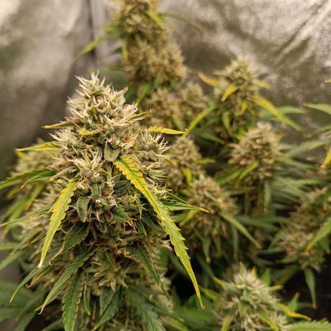 Gelato growlog timeline photo