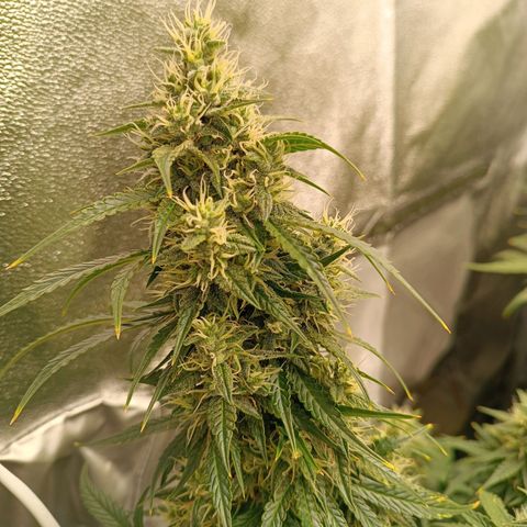 Fat Banana growlog timeline photo