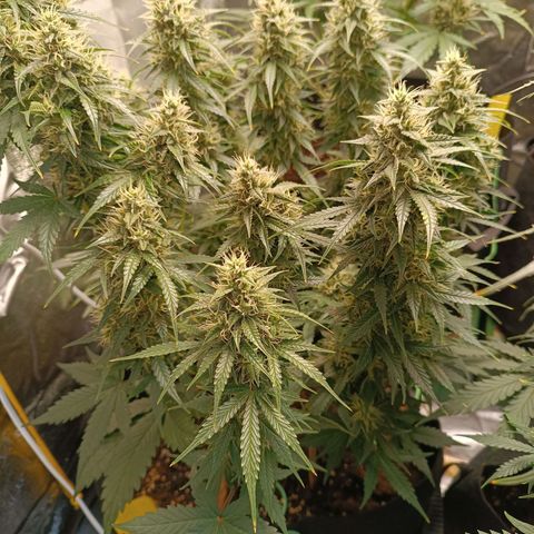 Fat Banana growlog timeline photo