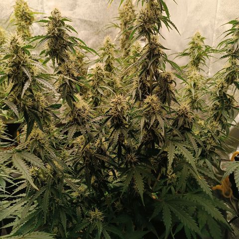 Purple CousKush  growlog timeline photo