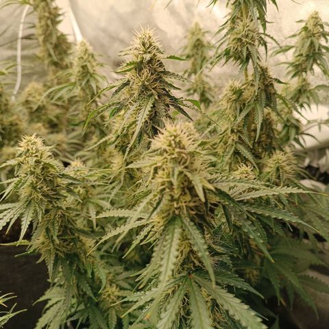 Purple CousKush  growlog timeline photo