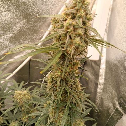 Candy Rain  growlog timeline photo