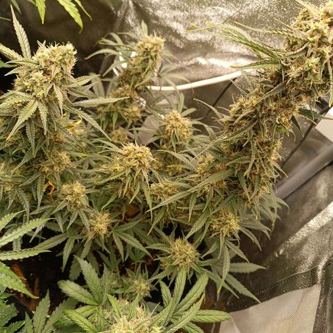 Candy Rain  growlog timeline photo