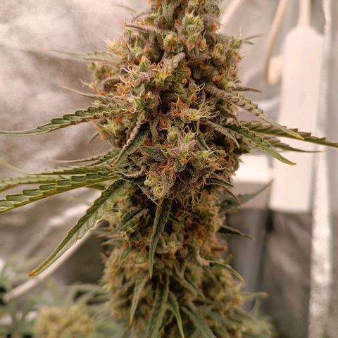 Candy Rain  growlog timeline photo