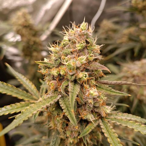 Candy Rain  growlog timeline photo