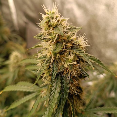 Purple CousKush  growlog timeline photo