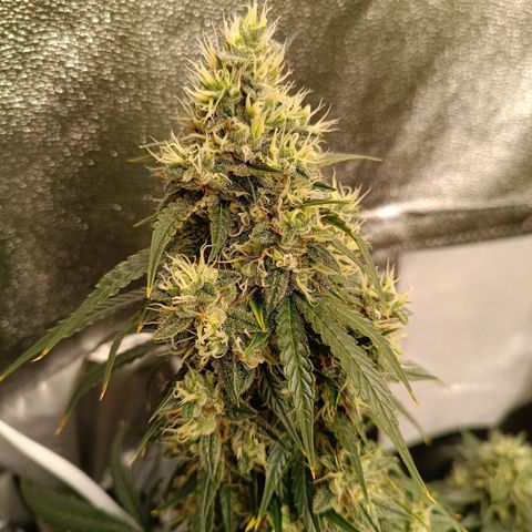 Fat Banana growlog timeline photo
