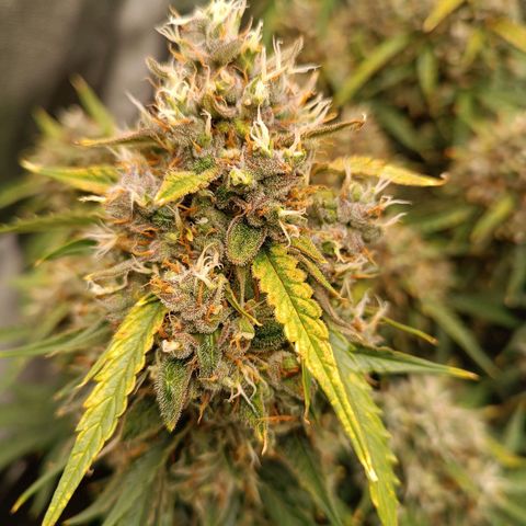 Gelato growlog timeline photo