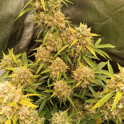 Gelato growlog timeline photo