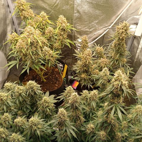 Fat Banana growlog timeline photo