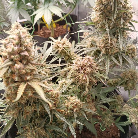 Candy Rain  growlog timeline photo