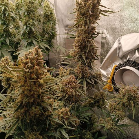 Candy Rain  growlog timeline photo
